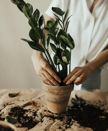 The Essential Guide to Houseplants: Purify Your Space and Lift Your Spirits