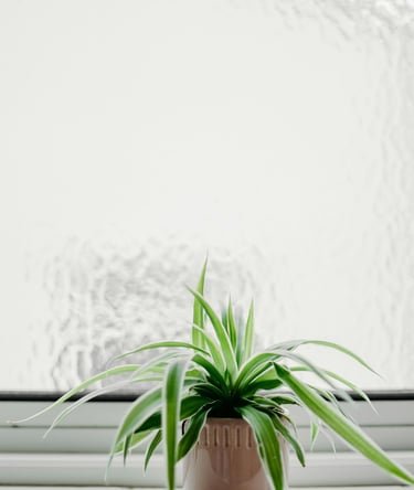 The Essential Guide to Houseplants: Purify Your Space and Lift Your Spirits