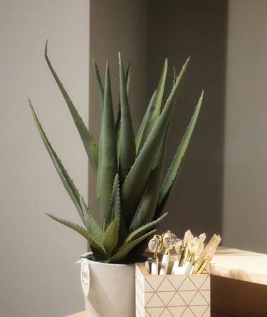 The Essential Guide to Houseplants: Purify Your Space and Lift Your Spirits