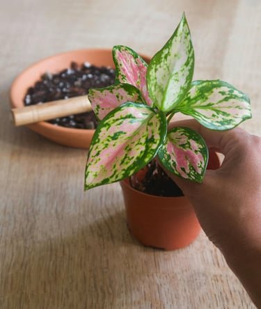 The Essential Guide to Houseplants: Purify Your Space and Lift Your Spirits