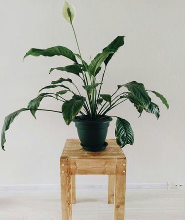 The Essential Guide to Houseplants: Purify Your Space and Lift Your Spirits