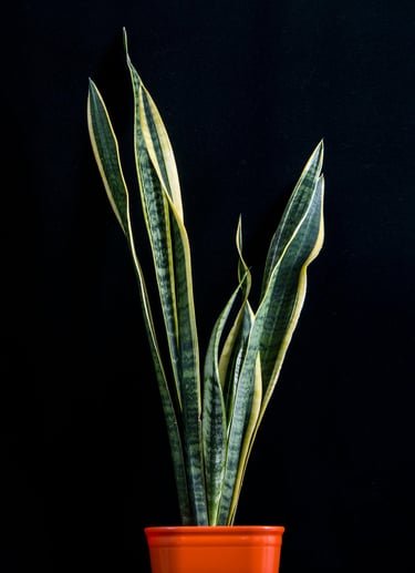 The Essential Guide to Houseplants: Purify Your Space and Lift Your Spirits