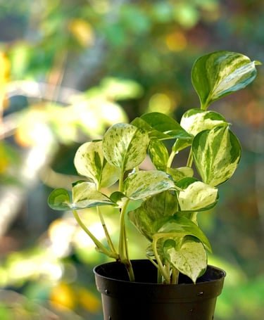 The Essential Guide to Houseplants: Purify Your Space and Lift Your Spirits